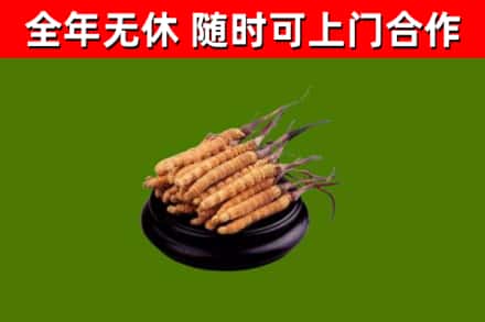 砚山县回收散虫草